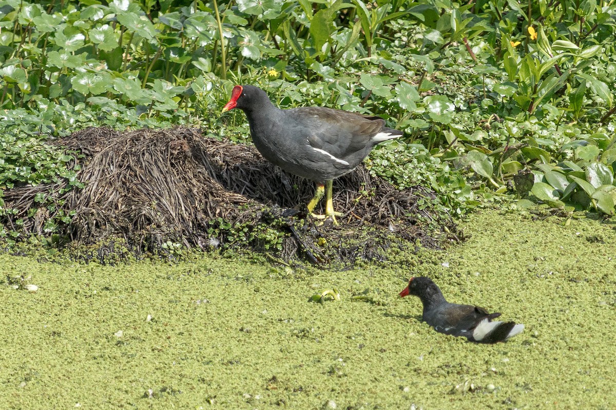 slípka americká - ML645750286