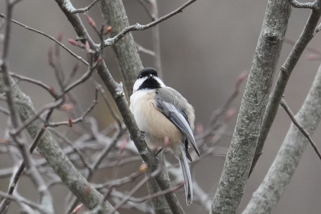 Black-capped Chickadee - ML645750292