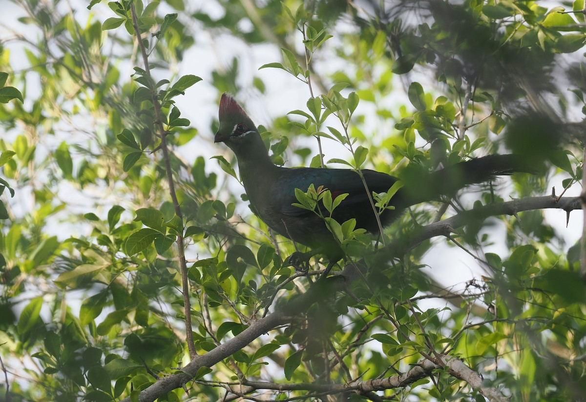 Fischer's Turaco - ML645750310