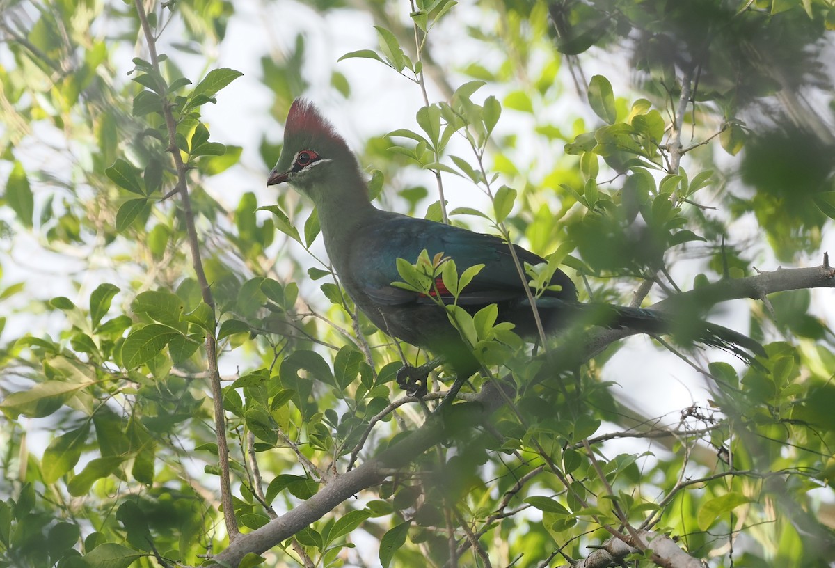 Fischer's Turaco - ML645750316