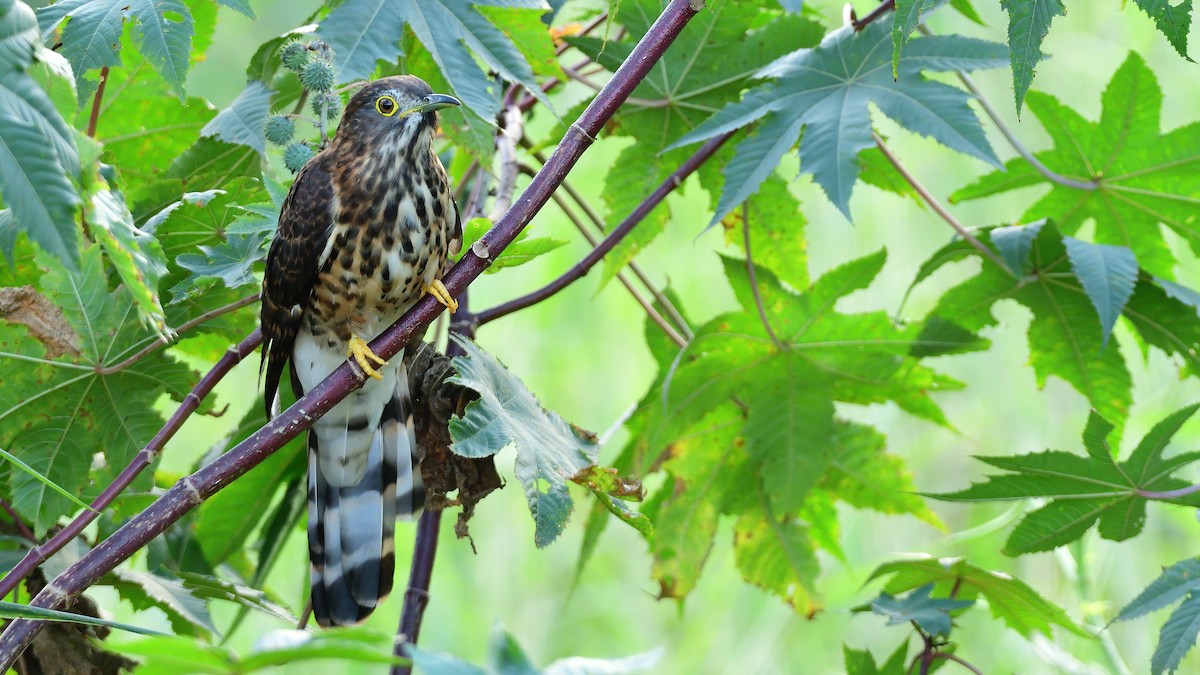 Large Hawk-Cuckoo - ML645750318