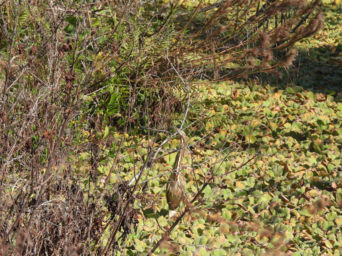 American Bittern - ML645750319