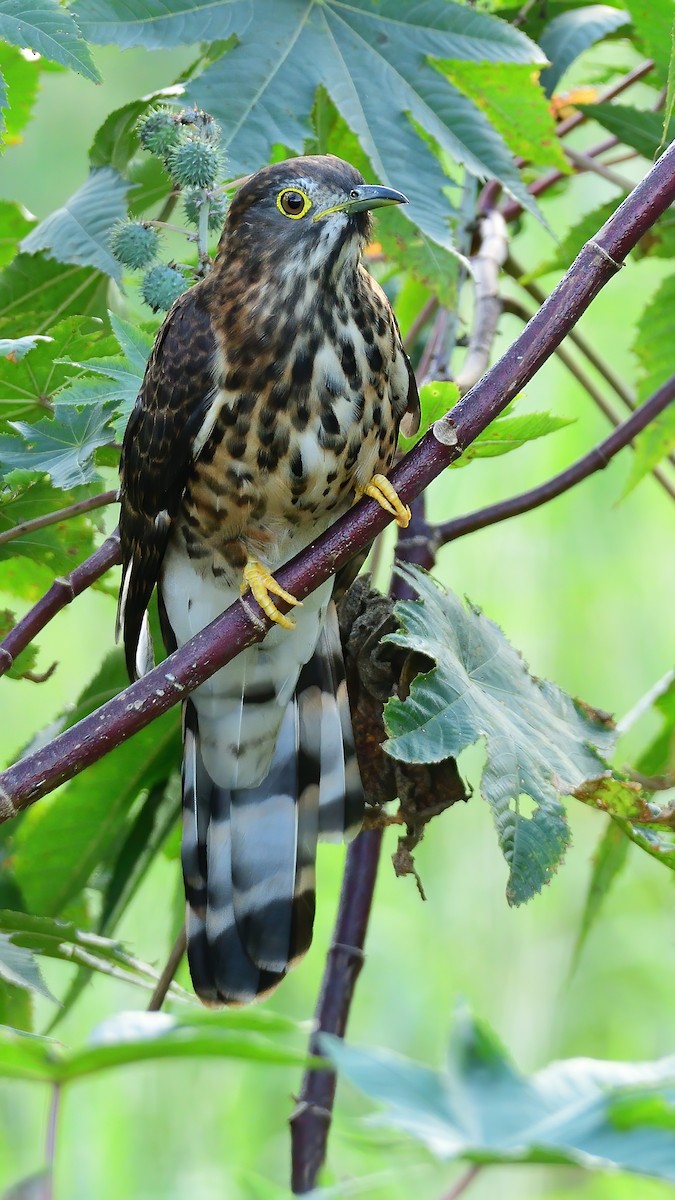 Large Hawk-Cuckoo - ML645750323