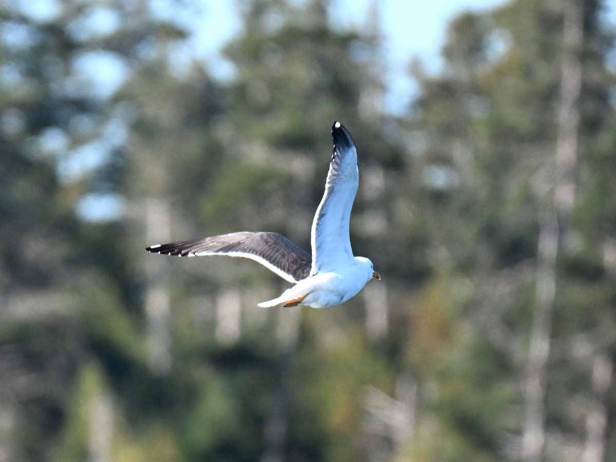 Lesser Black-backed Gull - ML645750325