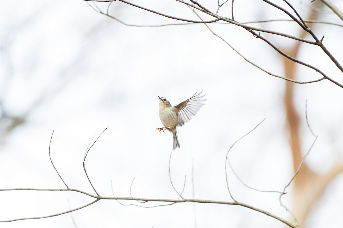 Golden-crowned Kinglet - ML645750326