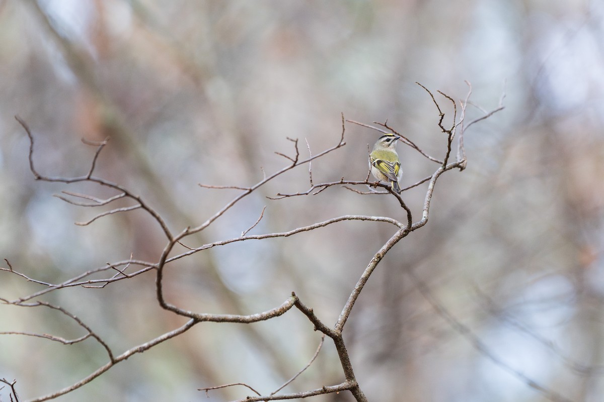 Golden-crowned Kinglet - ML645750327