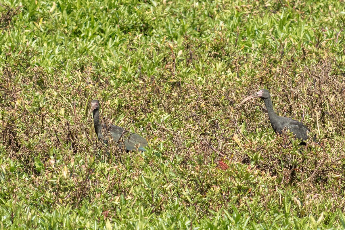 Bare-faced Ibis - ML645750328