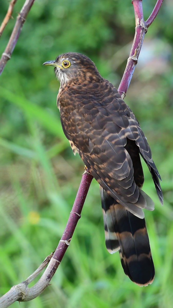 Large Hawk-Cuckoo - ML645750333