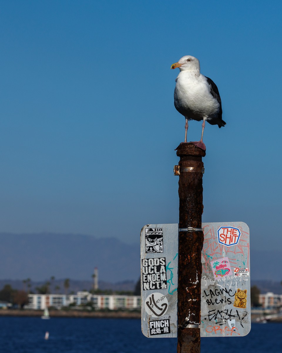 アメリカオオセグロカモメ - ML645750334