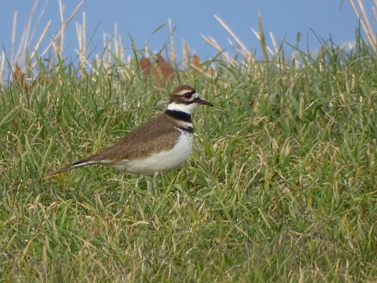 Killdeer - ML645750353