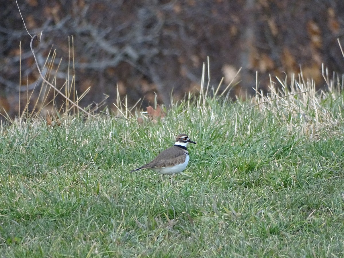 Killdeer - ML645750357