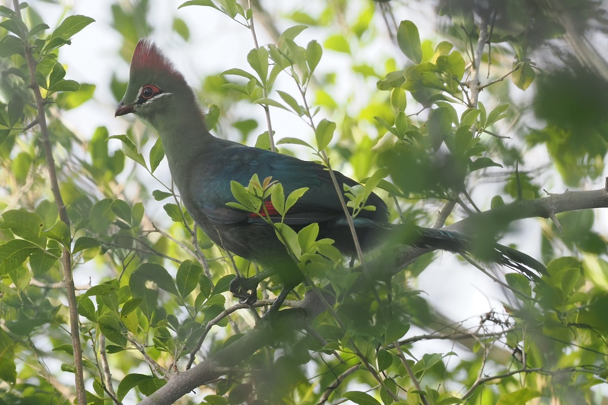 Fischer's Turaco - ML645750358
