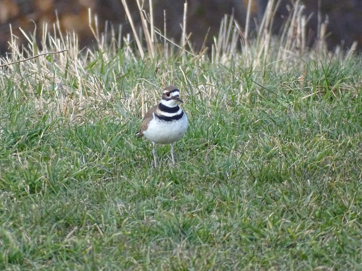 Killdeer - ML645750359