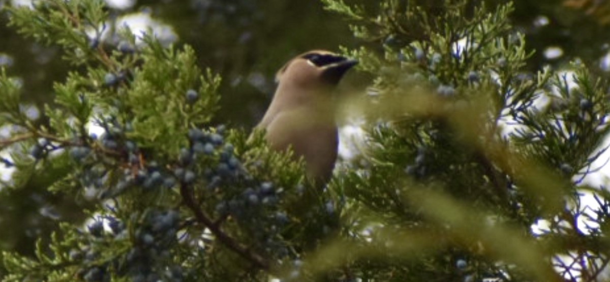 Cedar Waxwing - ML645750360