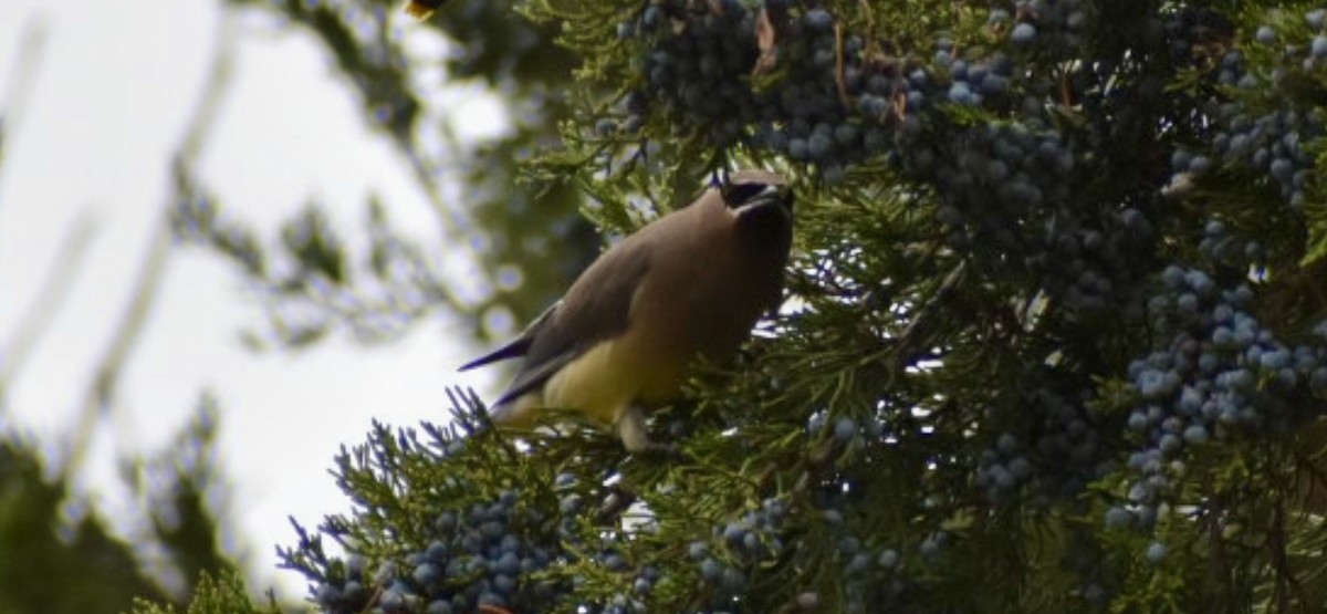 Cedar Waxwing - ML645750361