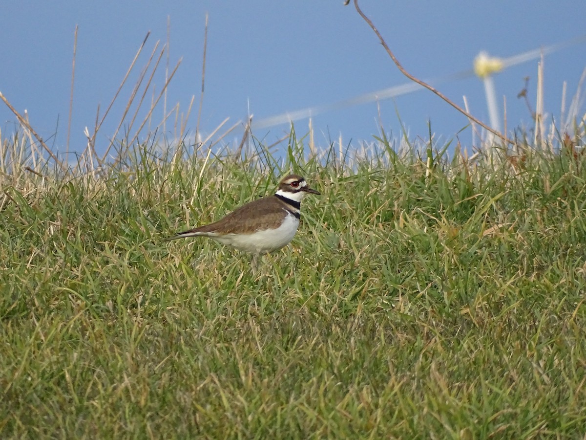 Killdeer - ML645750362