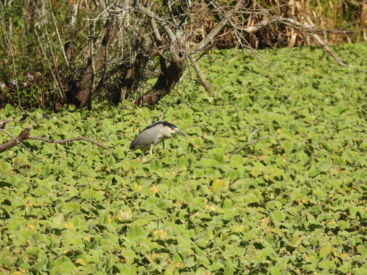 Black-crowned Night Heron - ML645750363
