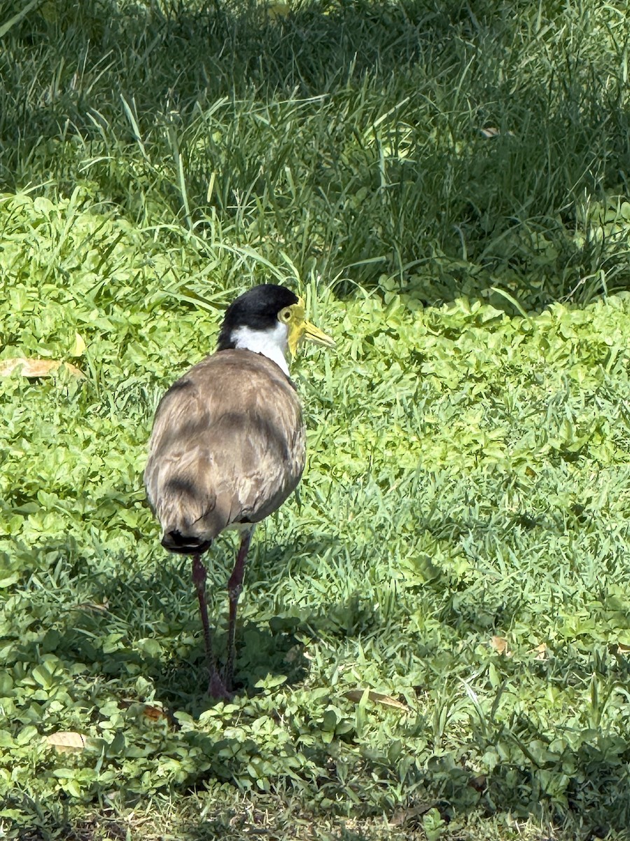 Hegabera maskaraduna - ML645750364