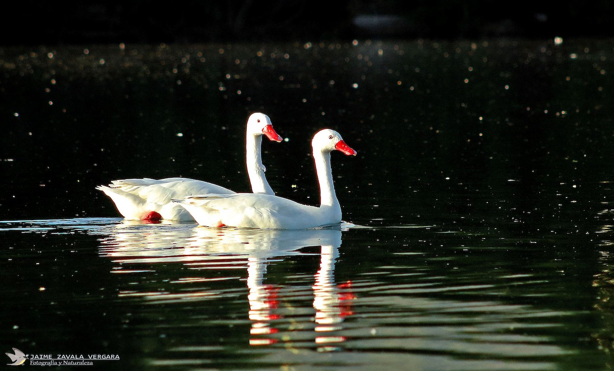Coscoroba Swan - ML645750366