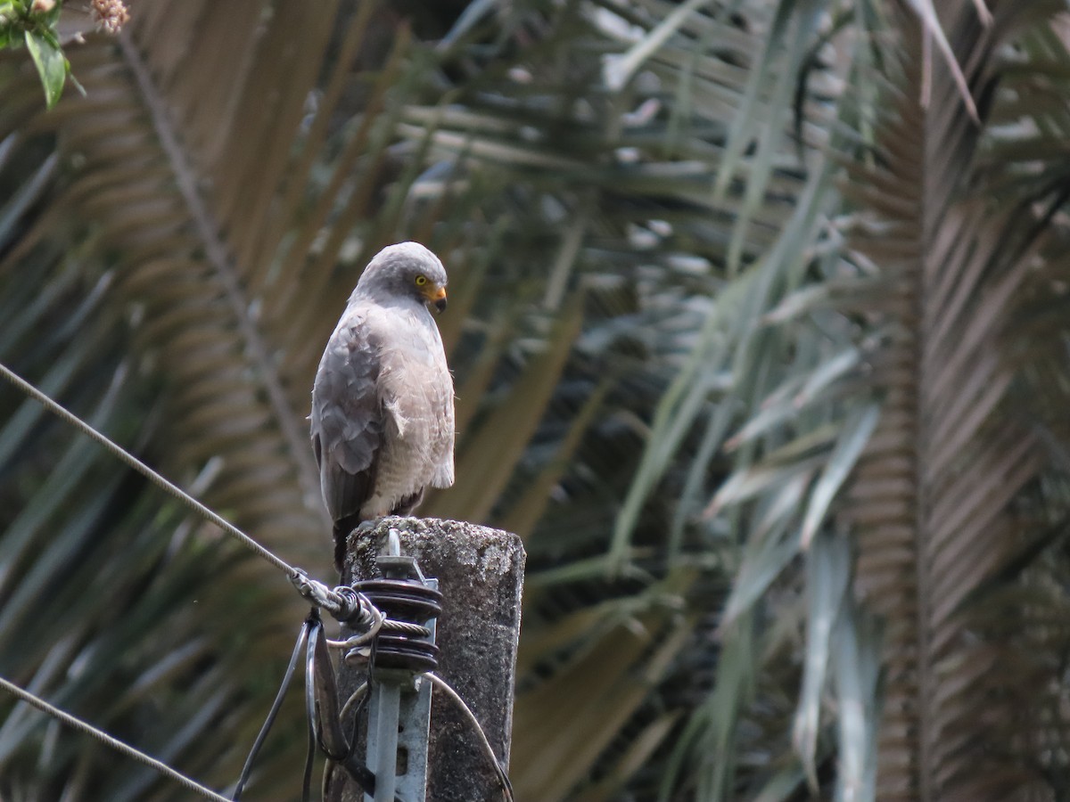 káně krahujová - ML645750370