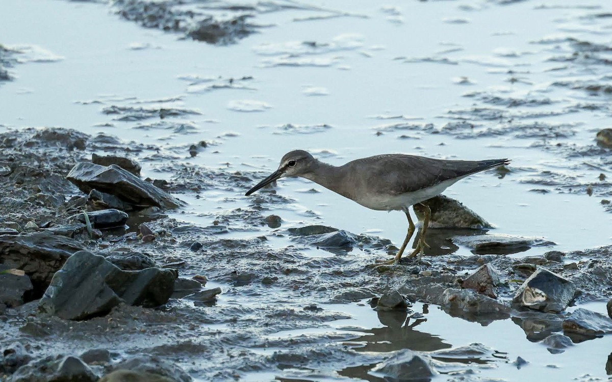Playero Siberiano - ML645750371