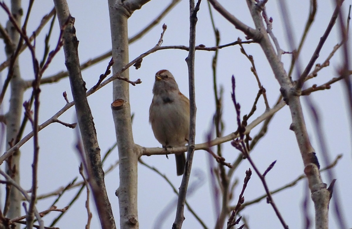 American Tree Sparrow - ML645750375