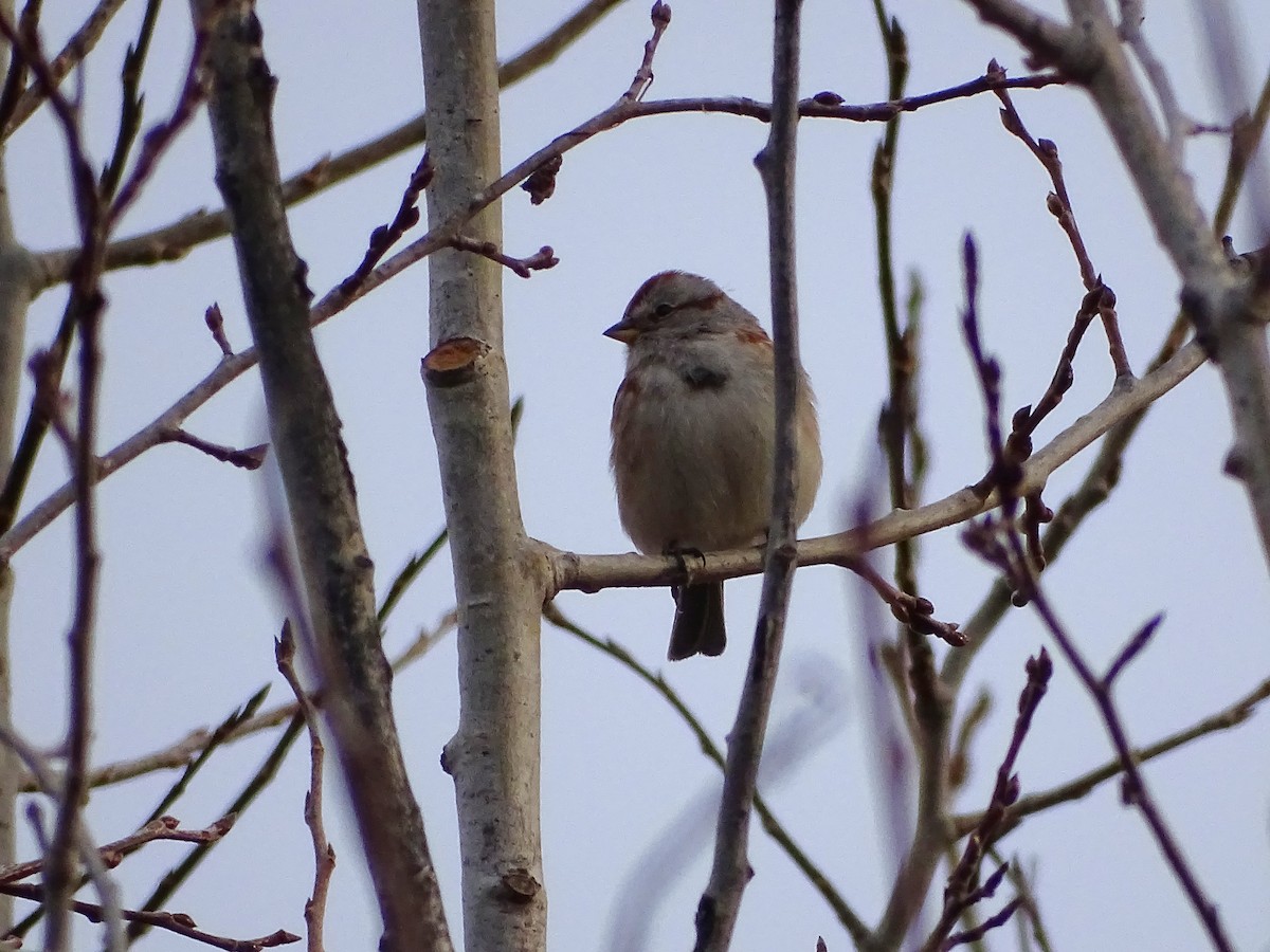 American Tree Sparrow - ML645750378