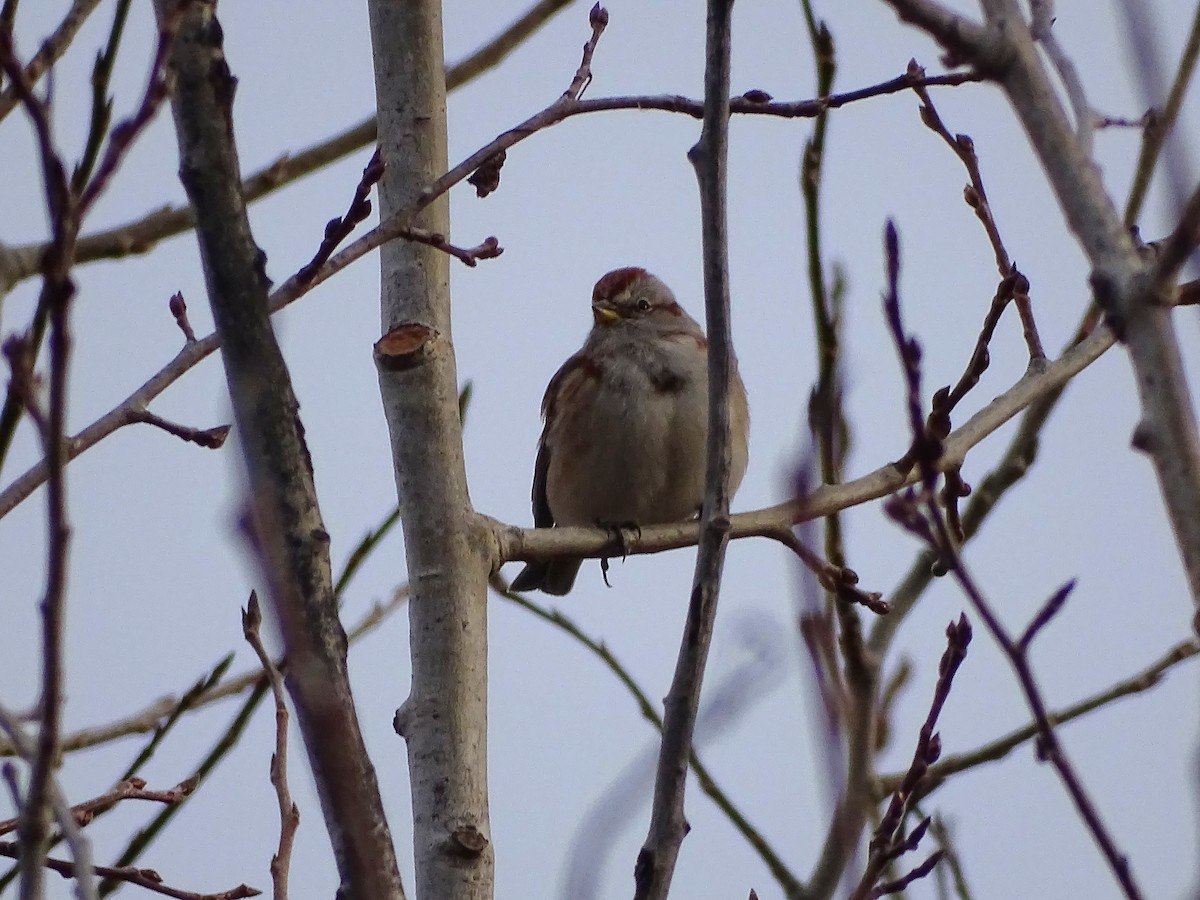 American Tree Sparrow - ML645750381