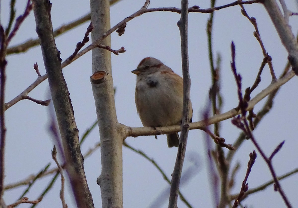 American Tree Sparrow - ML645750385