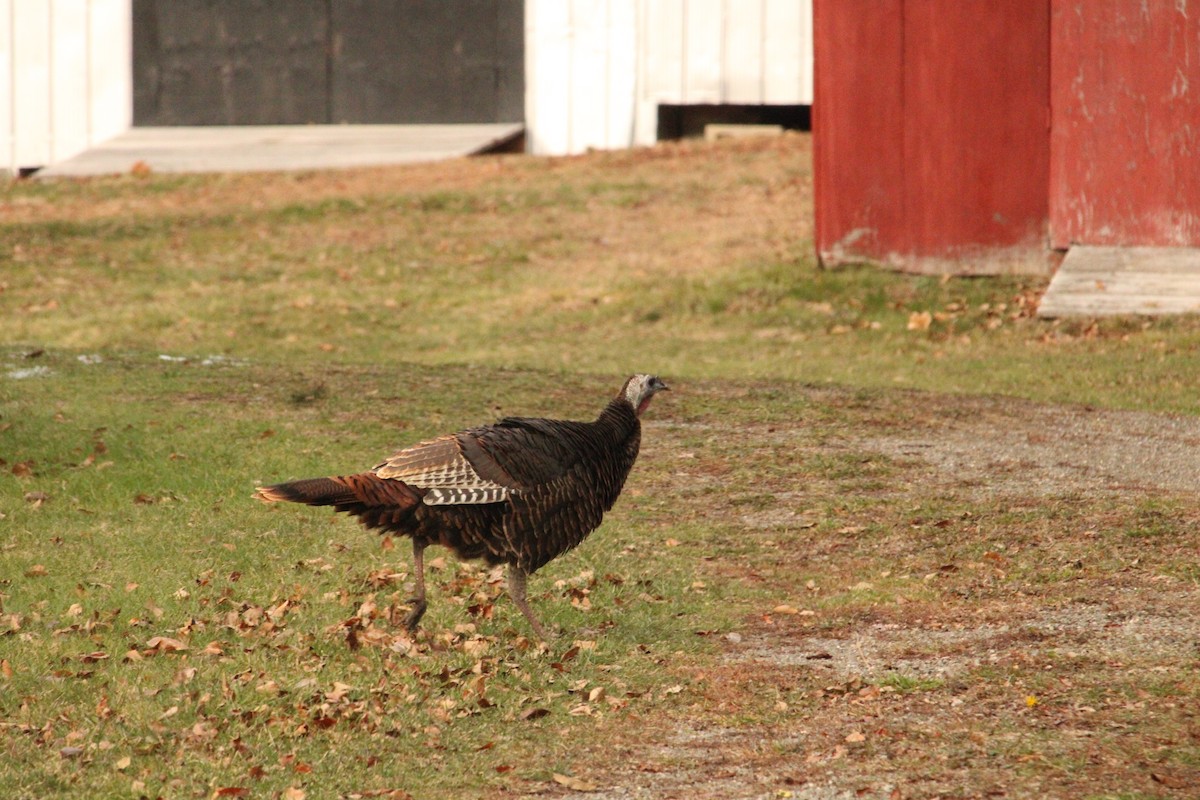Wild Turkey - ML645750387