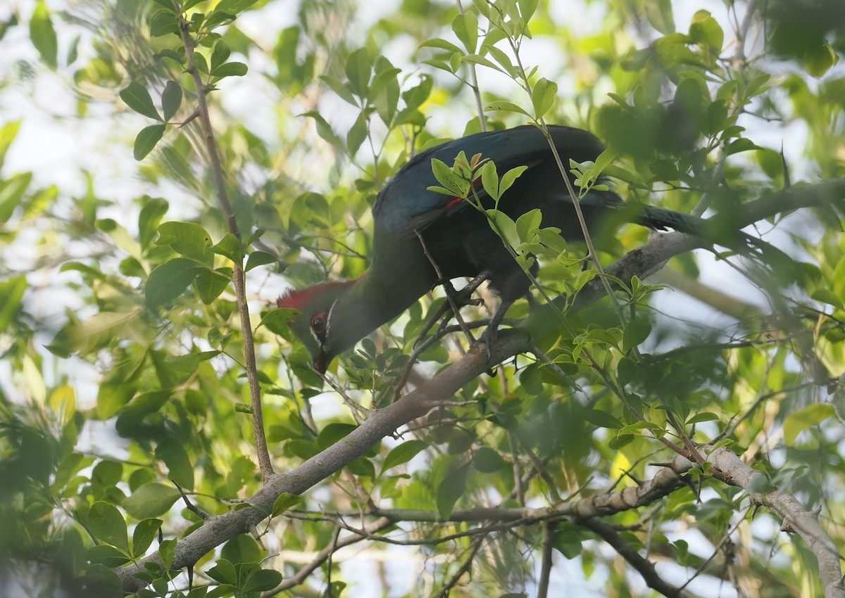 Fischer's Turaco - ML645750389