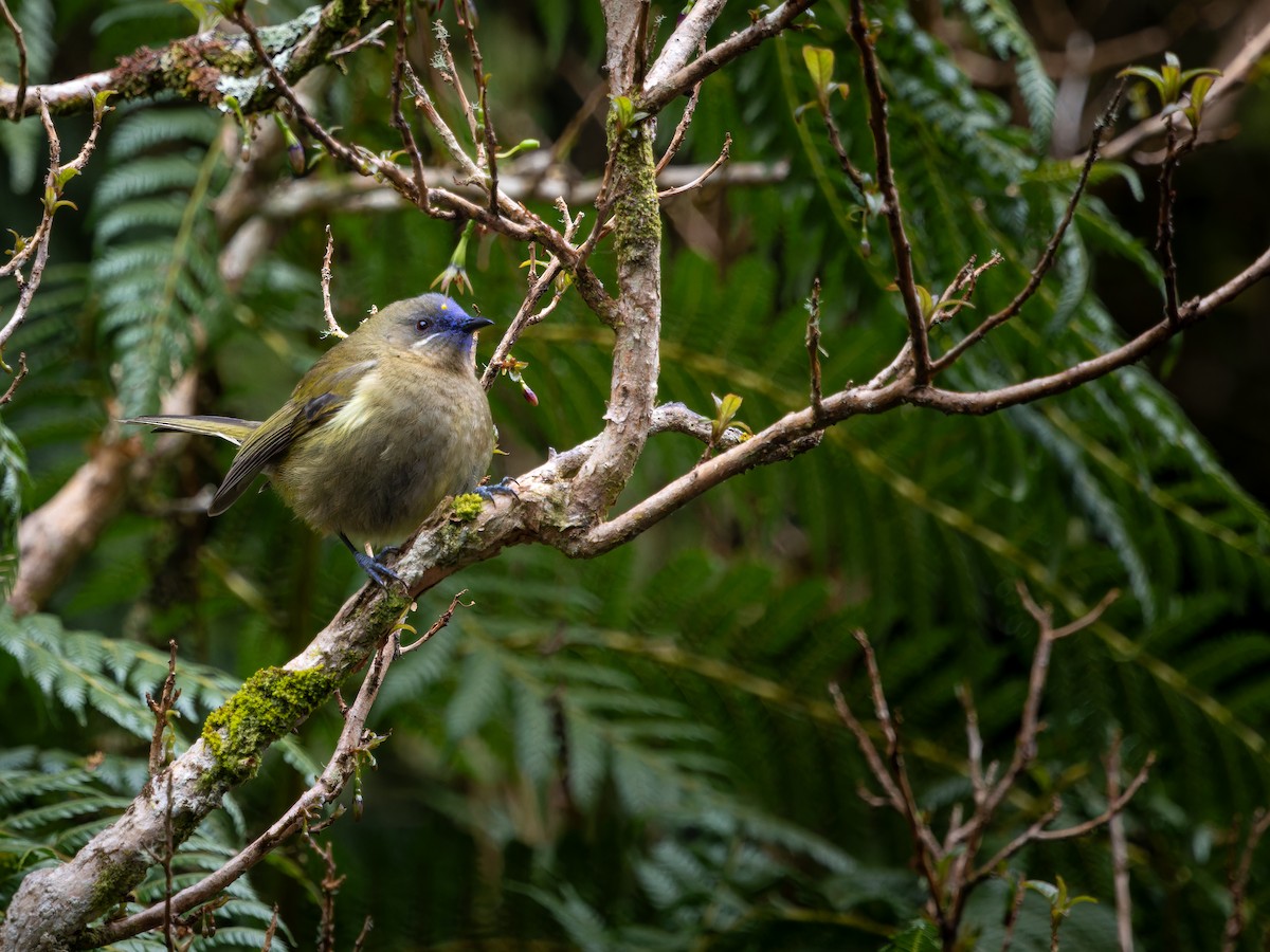 New Zealand Bellbird - ML645750392