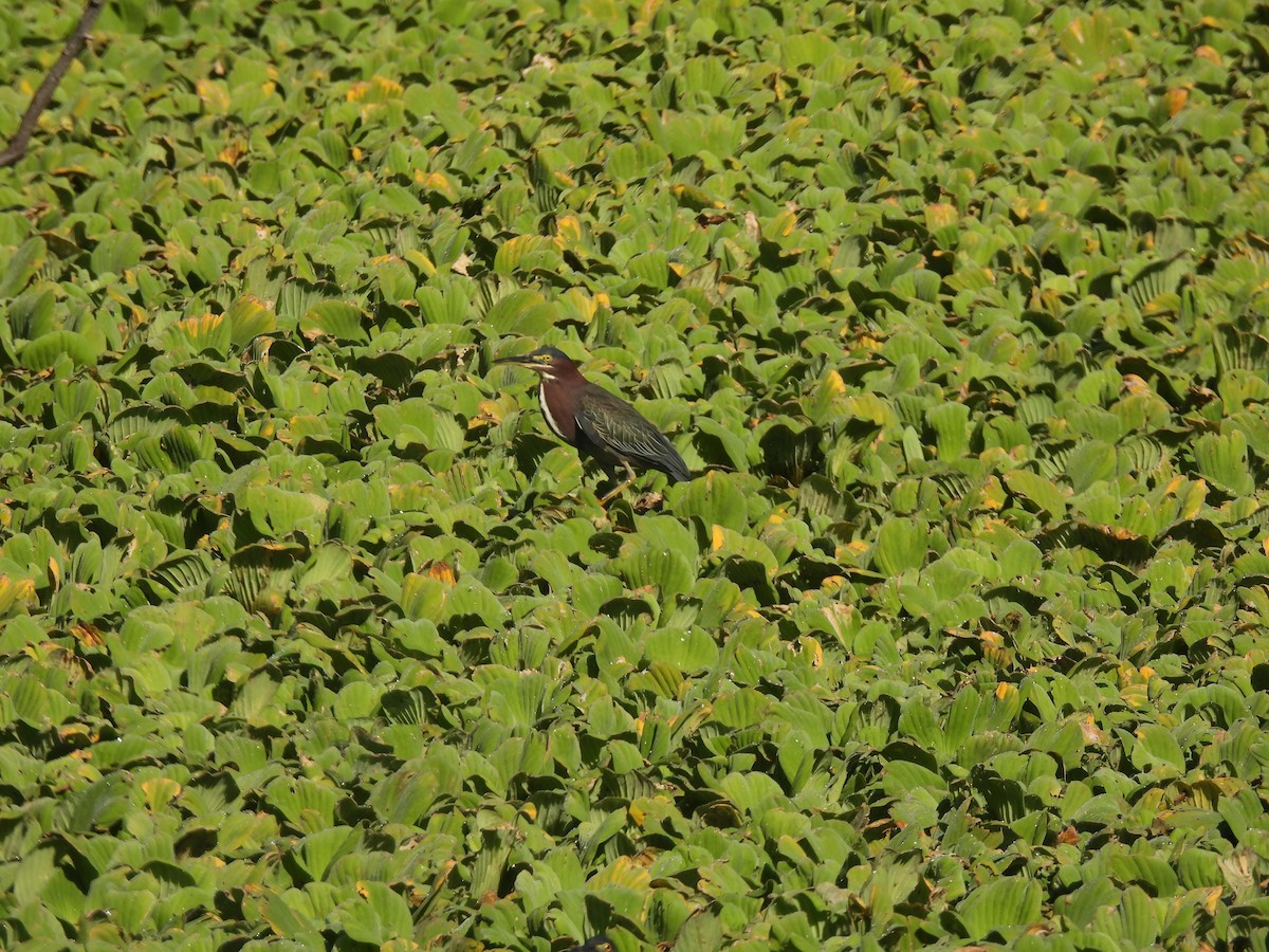 Green Heron - ML645750401