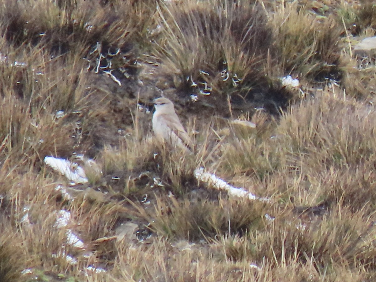 Puna Ground-Tyrant - ML645750405