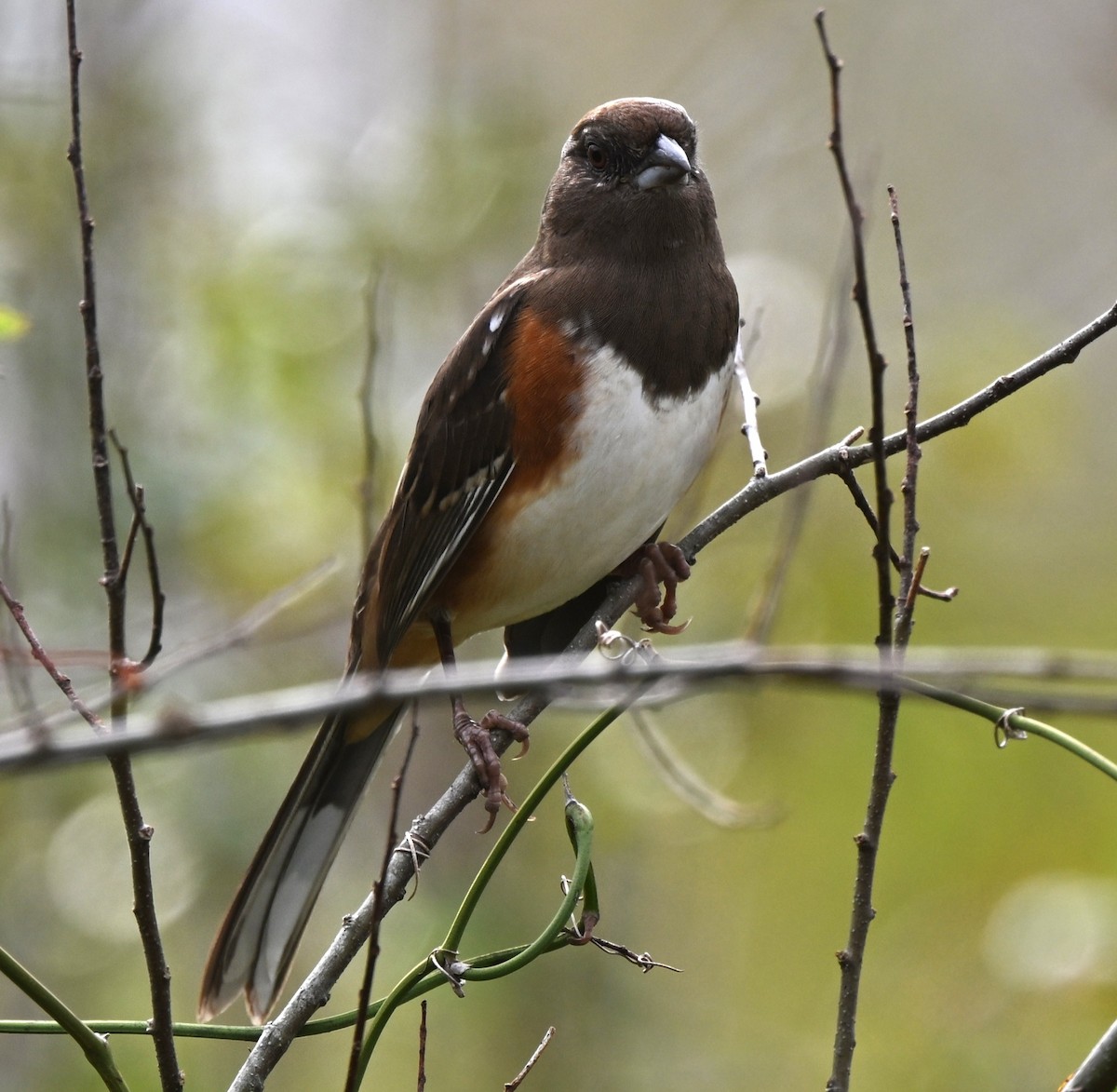 Eastern Towhee - ML645750412