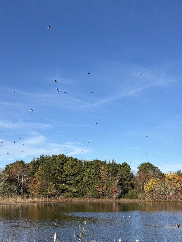 Corocoro Blanco - ML645750420