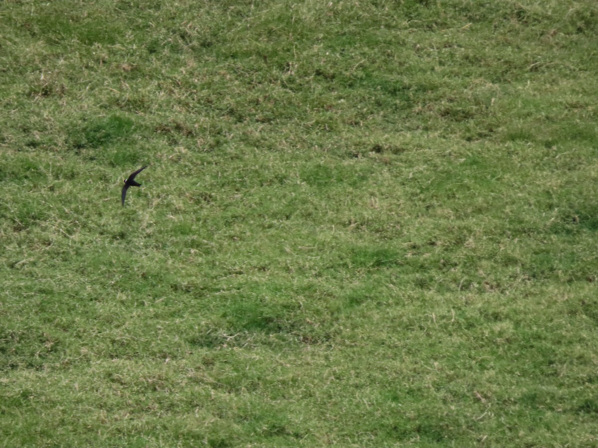 White-collared Swift - ML645750422