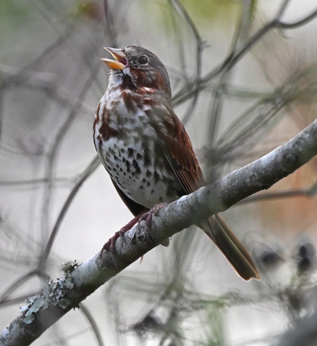 Fox Sparrow - ML645750427