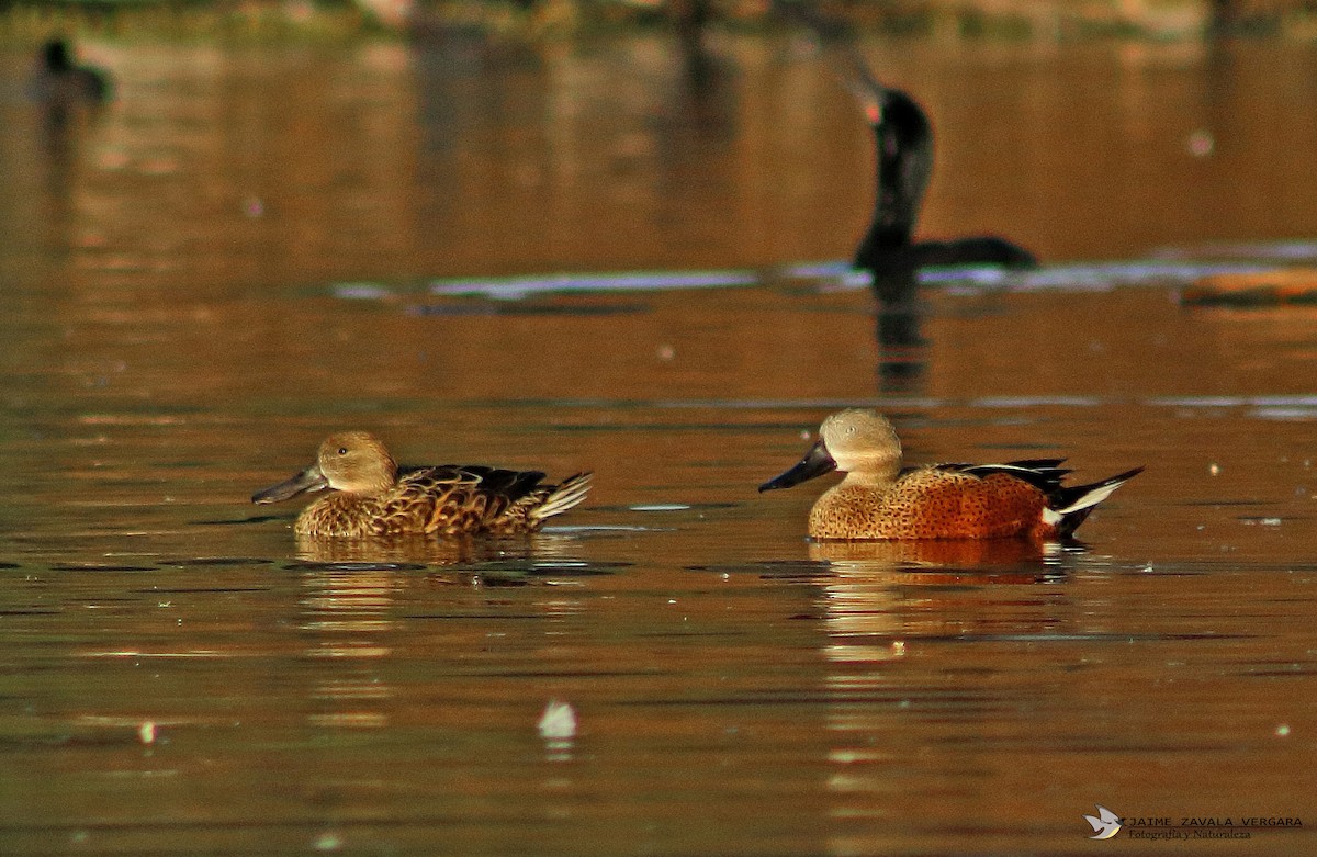 Red Shoveler - ML645750428