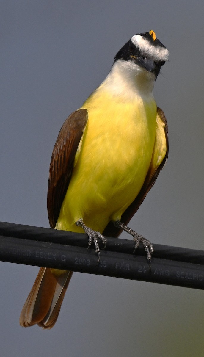 Great Kiskadee - ML645750449