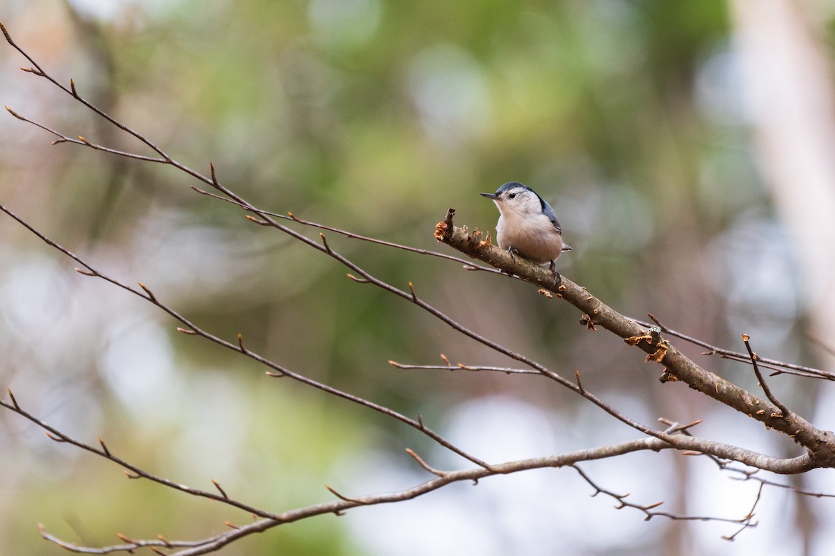 White-breasted Nuthatch - ML645750450