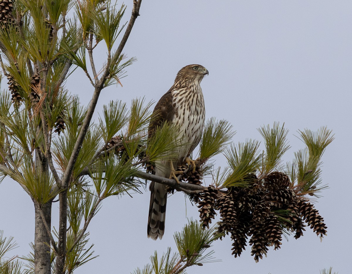 Cooper's Hawk - ML645750460