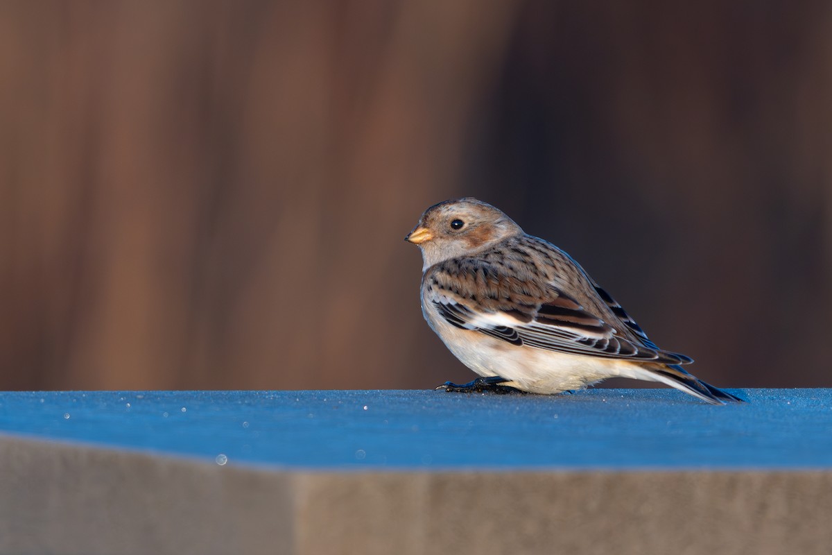 Snow Bunting - ML645750463