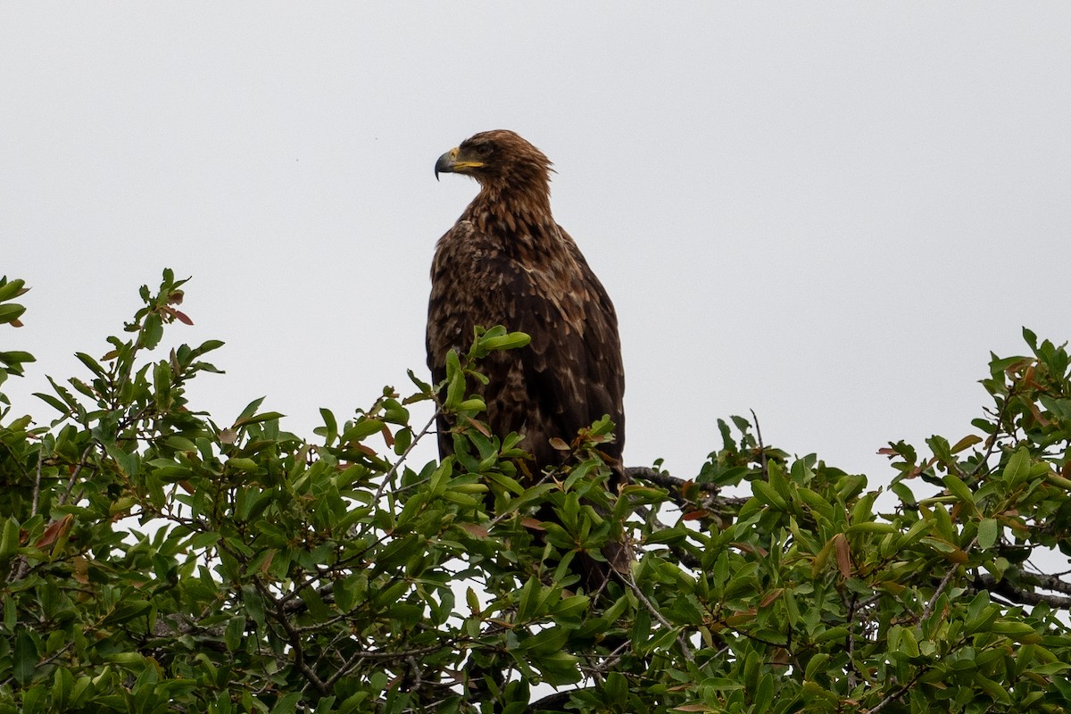 Tawny Eagle - ML645750464