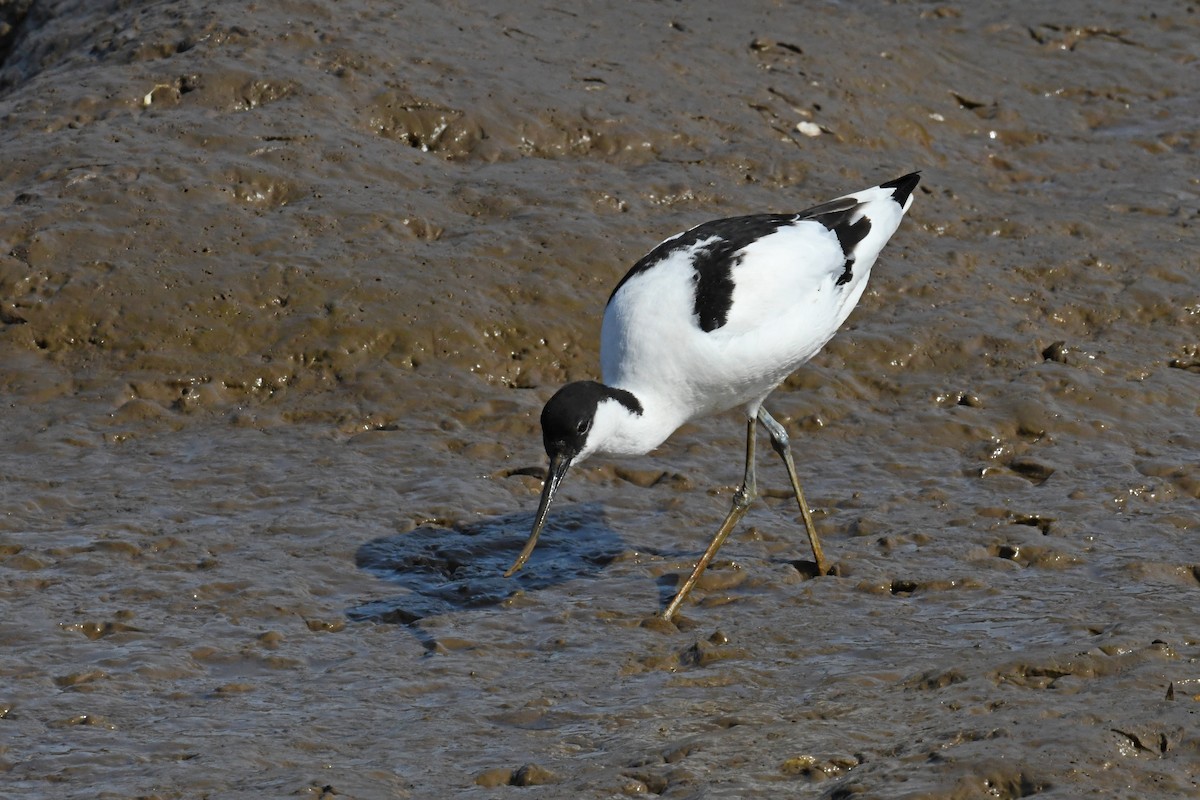 Pied Avocet - ML645750471