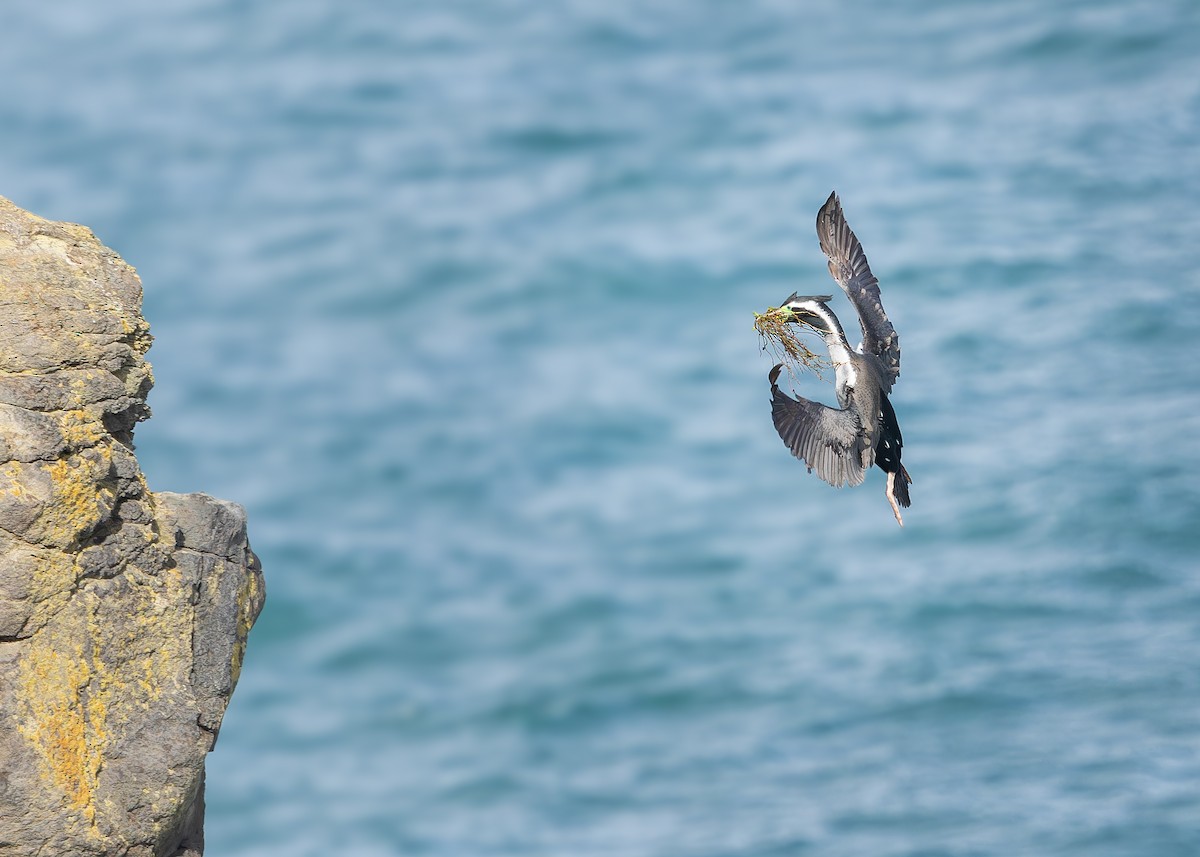 Spotted Shag - ML645750483
