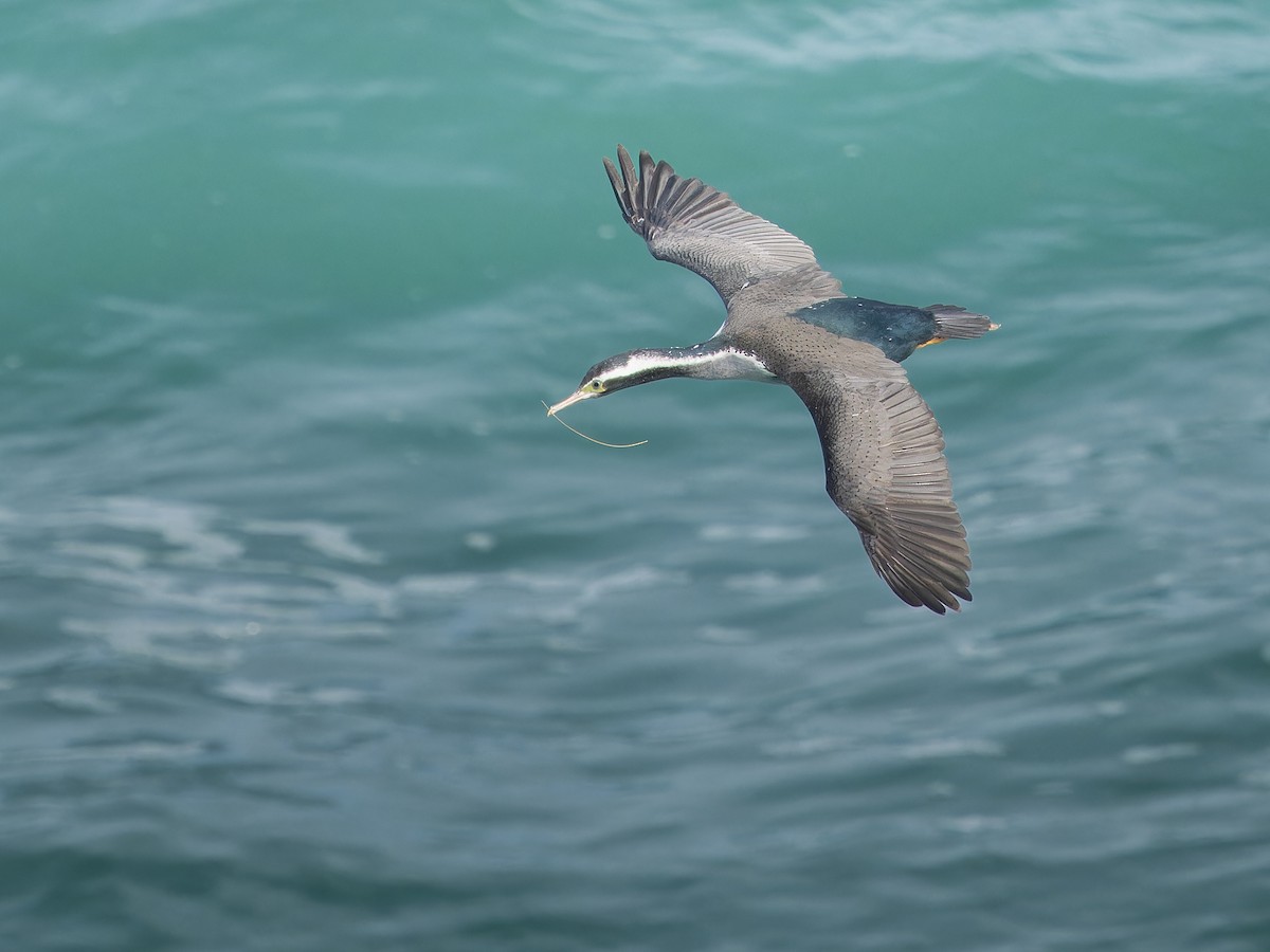 Spotted Shag - ML645750484