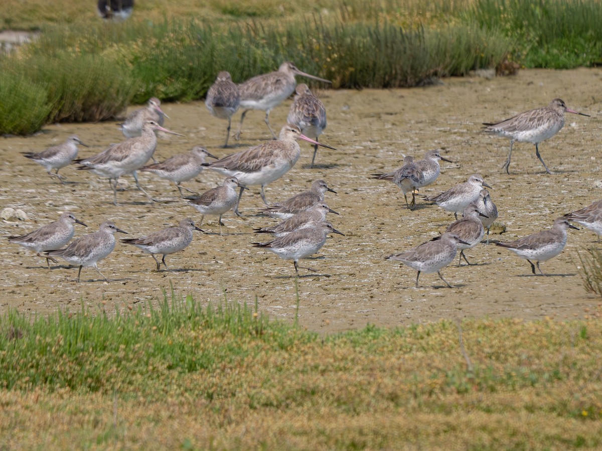 Red Knot - ML645750485