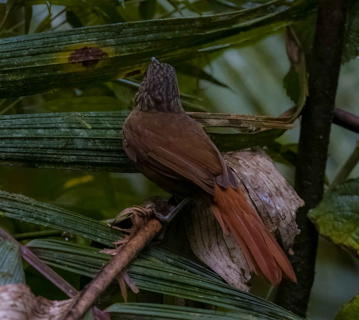 Streak-capped Treehunter - ML645750494