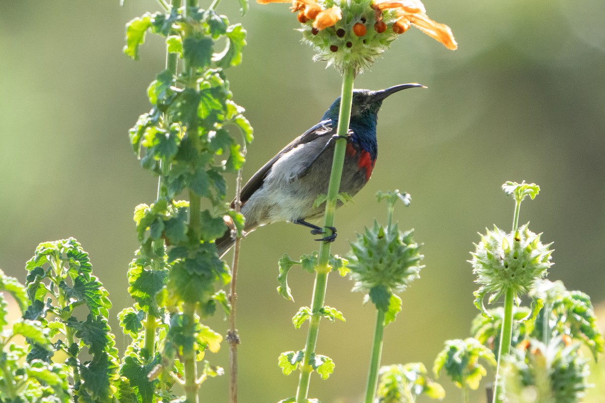 Southern Double-collared Sunbird - ML645750495